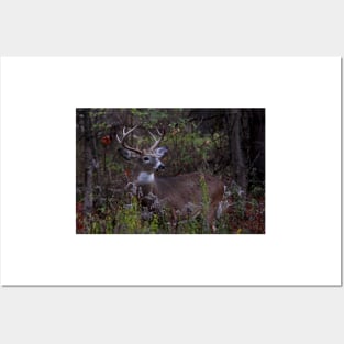 Young Prince - White-tailed Deer Posters and Art